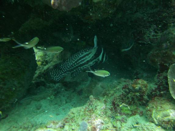 Enorme drum fish durante mergulho nas paredes submersas ao sul de Roseau, em Parque Nacional submarino em Dominica, no Caribe